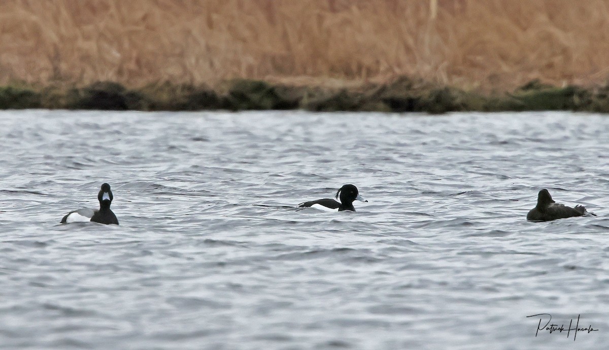 Tufted Duck - ML617843140