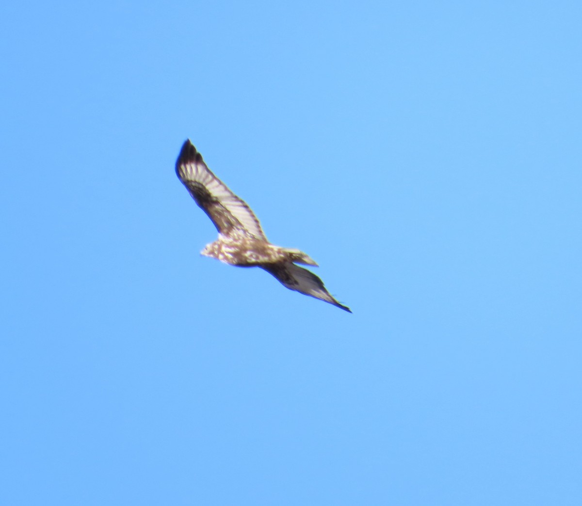 Red-tailed Hawk (Harlan's) - ML617843145