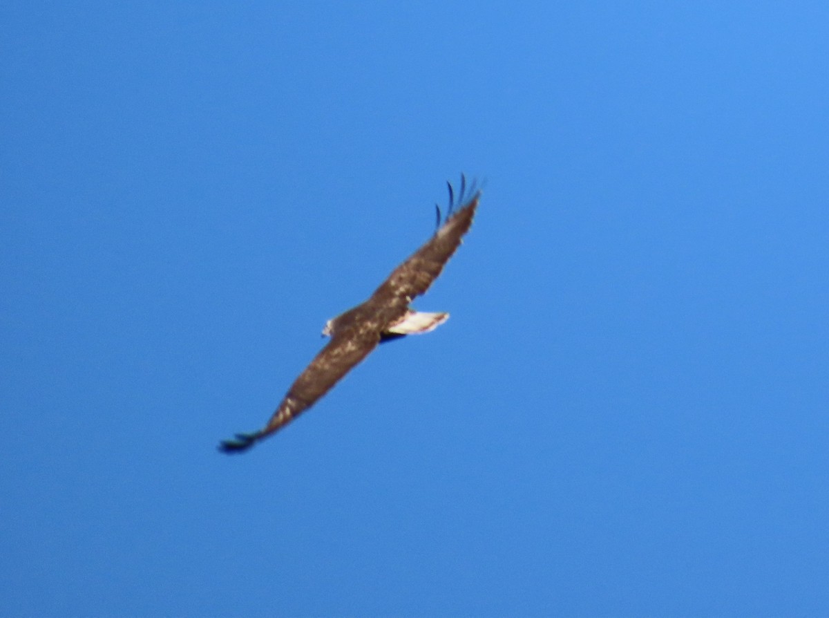 Red-tailed Hawk (Harlan's) - ML617843163