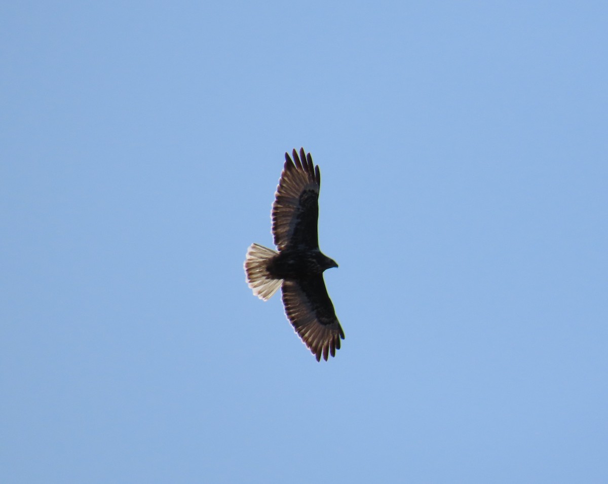 Red-tailed Hawk (Harlan's) - ML617843176