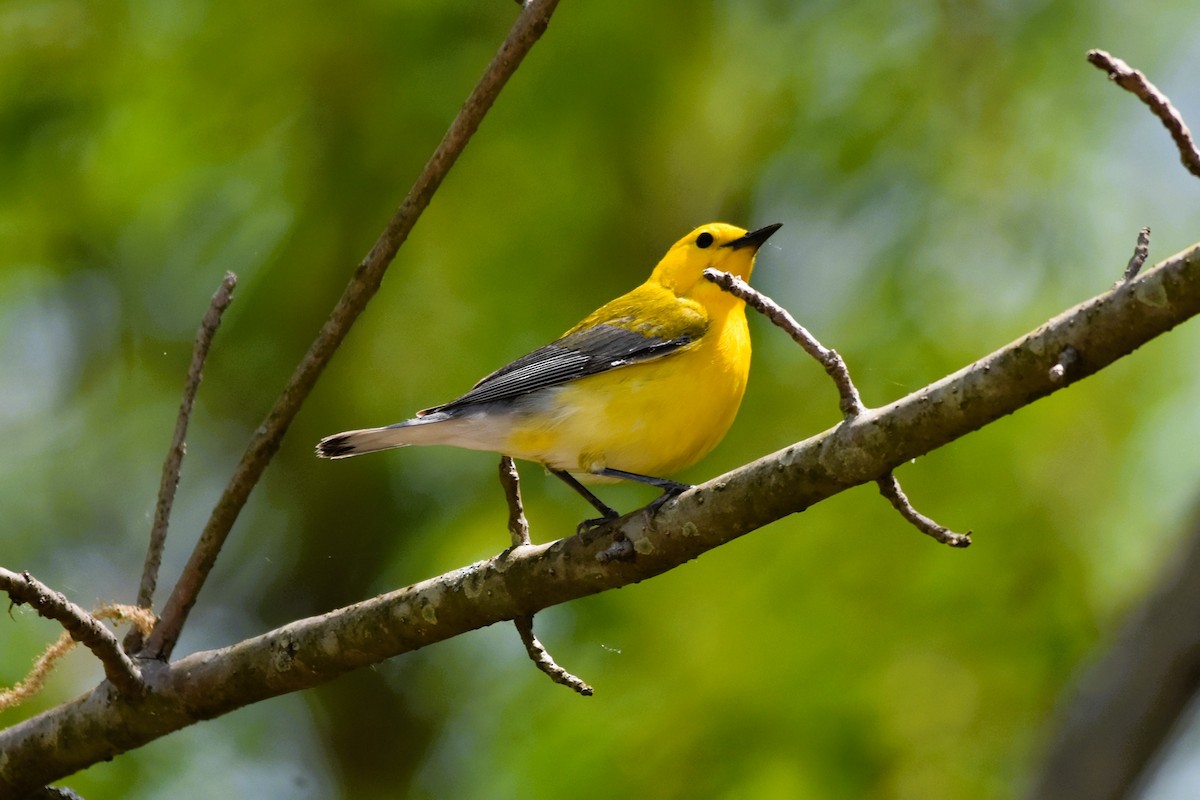 Prothonotary Warbler - ML617843228