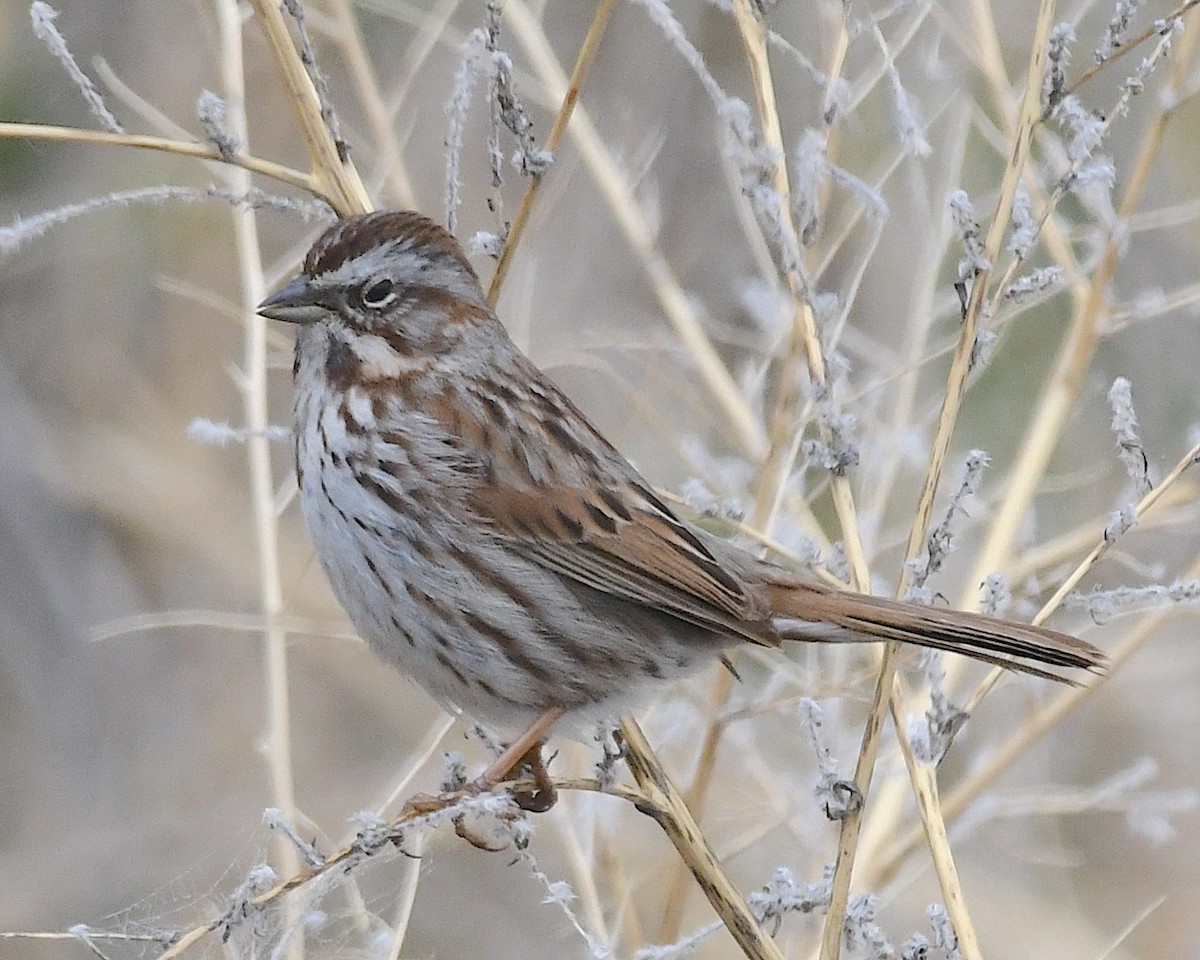 Song Sparrow - Ted Wolff