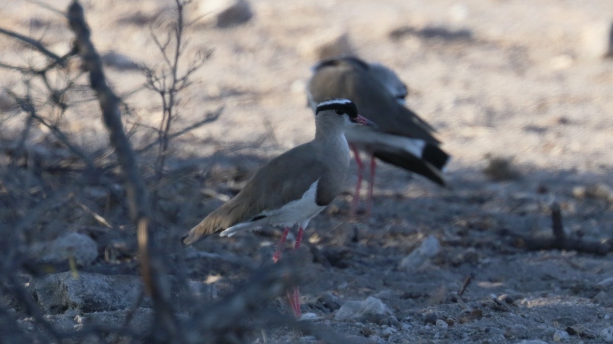 Crowned Lapwing - ML617843255