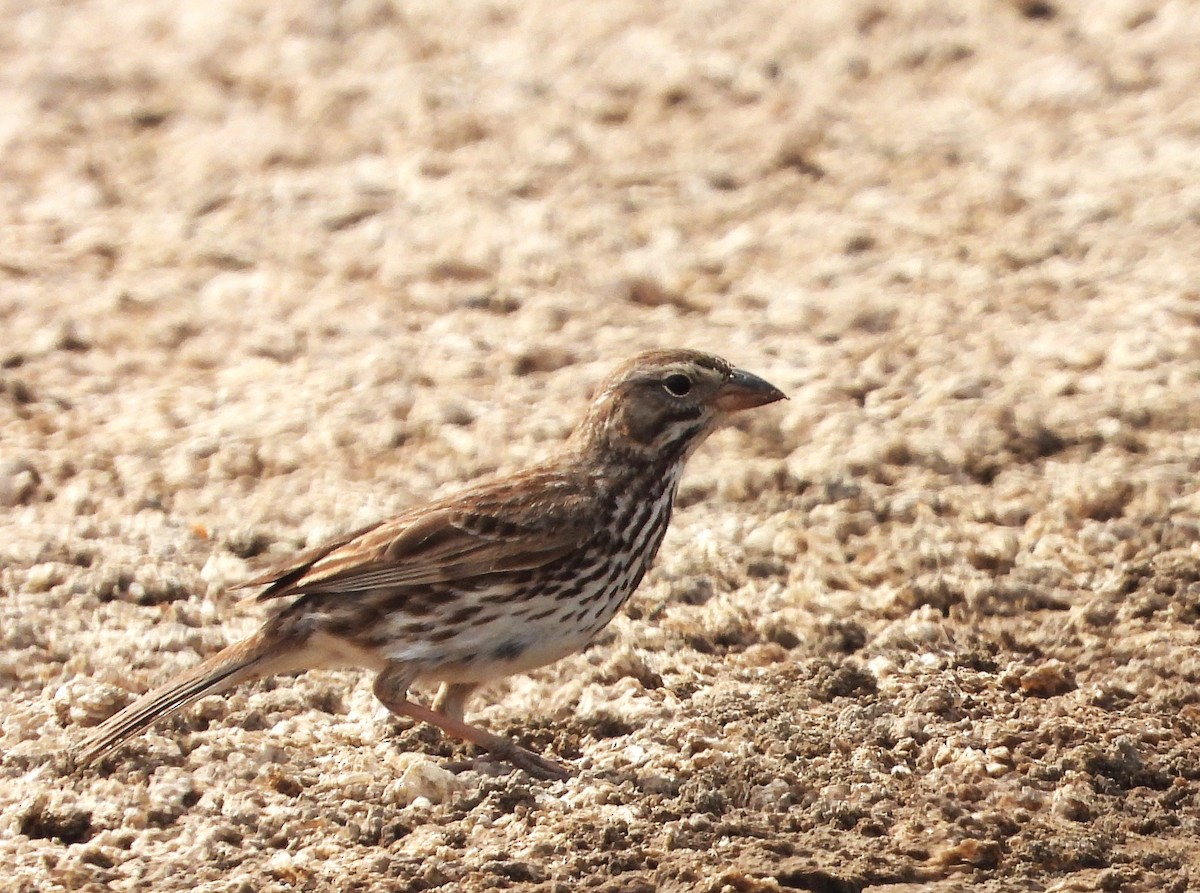 Savannah Sparrow - ML617843256