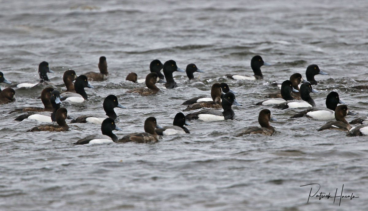 Greater Scaup - ML617843315