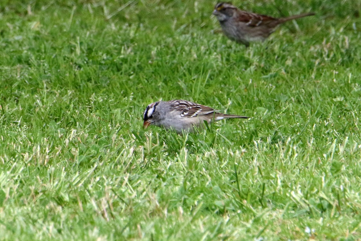 White-crowned Sparrow - ML617843371