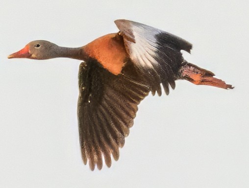 Black-bellied Whistling-Duck - Scott Young
