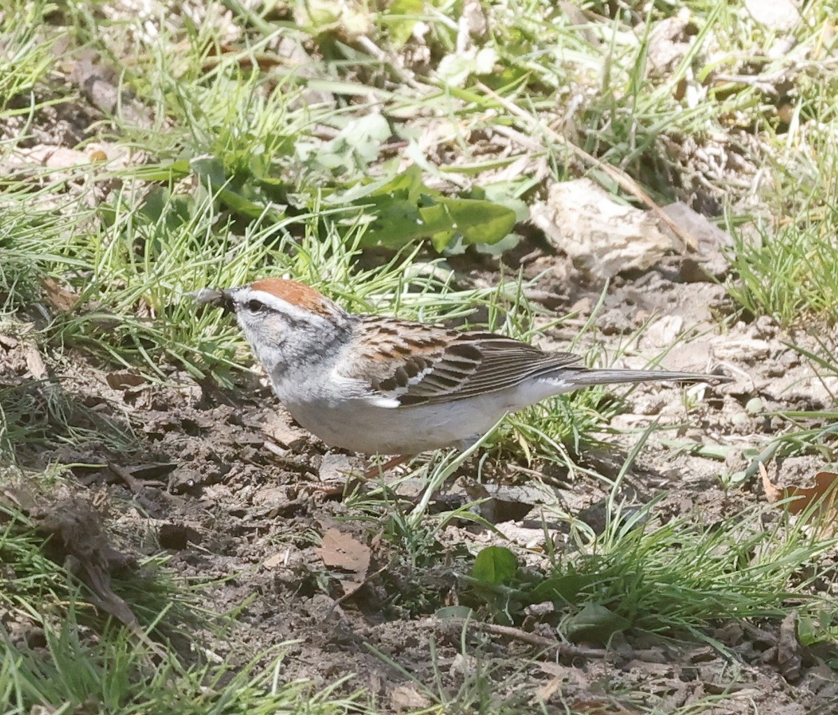 Chipping Sparrow - Jon Wolfson