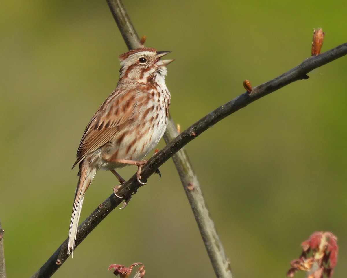 Song Sparrow - Andrew Melnykovych