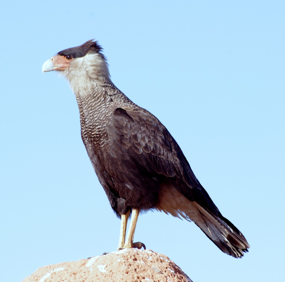 Crested Caracara (Southern) - ML617843554