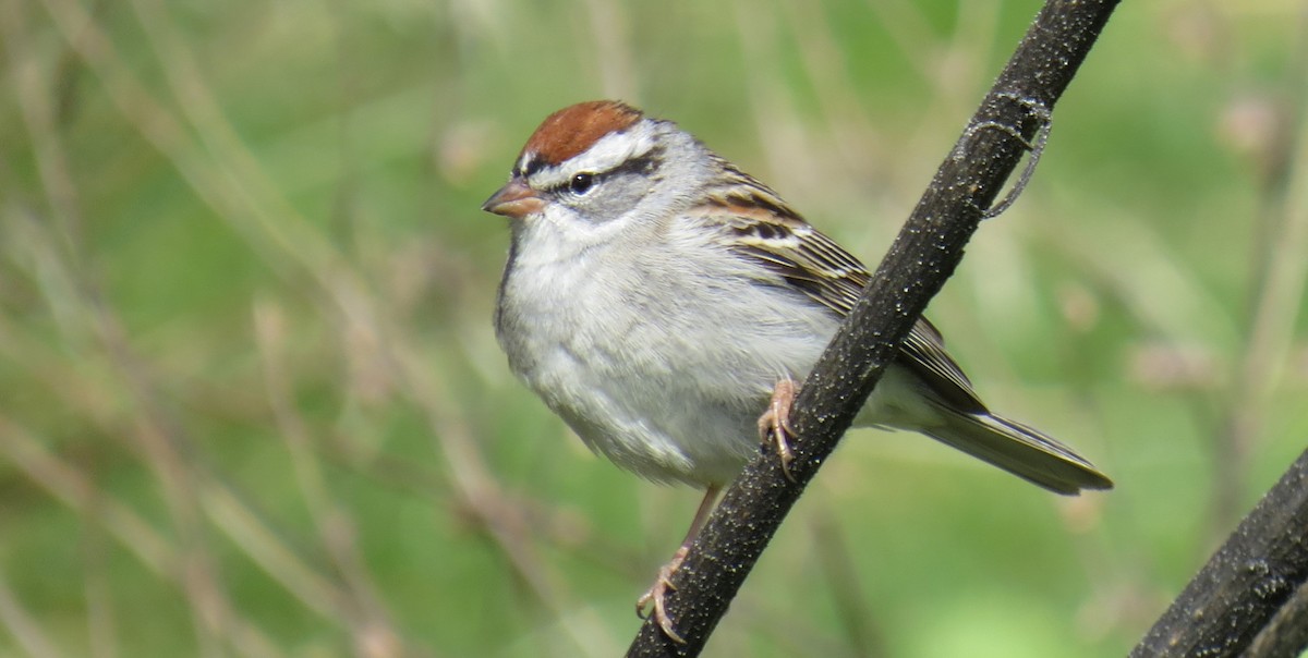 Chipping Sparrow - ML617843607