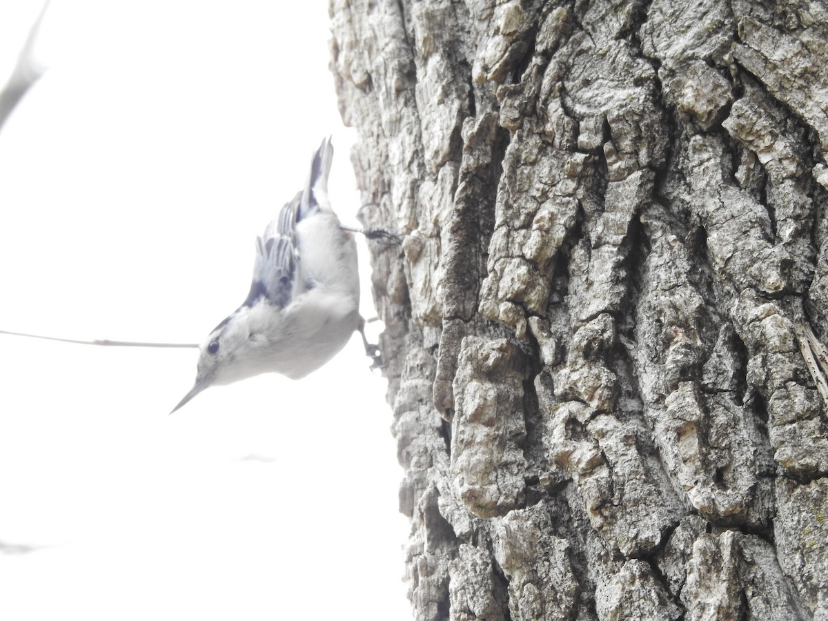 White-breasted Nuthatch - ML617843641