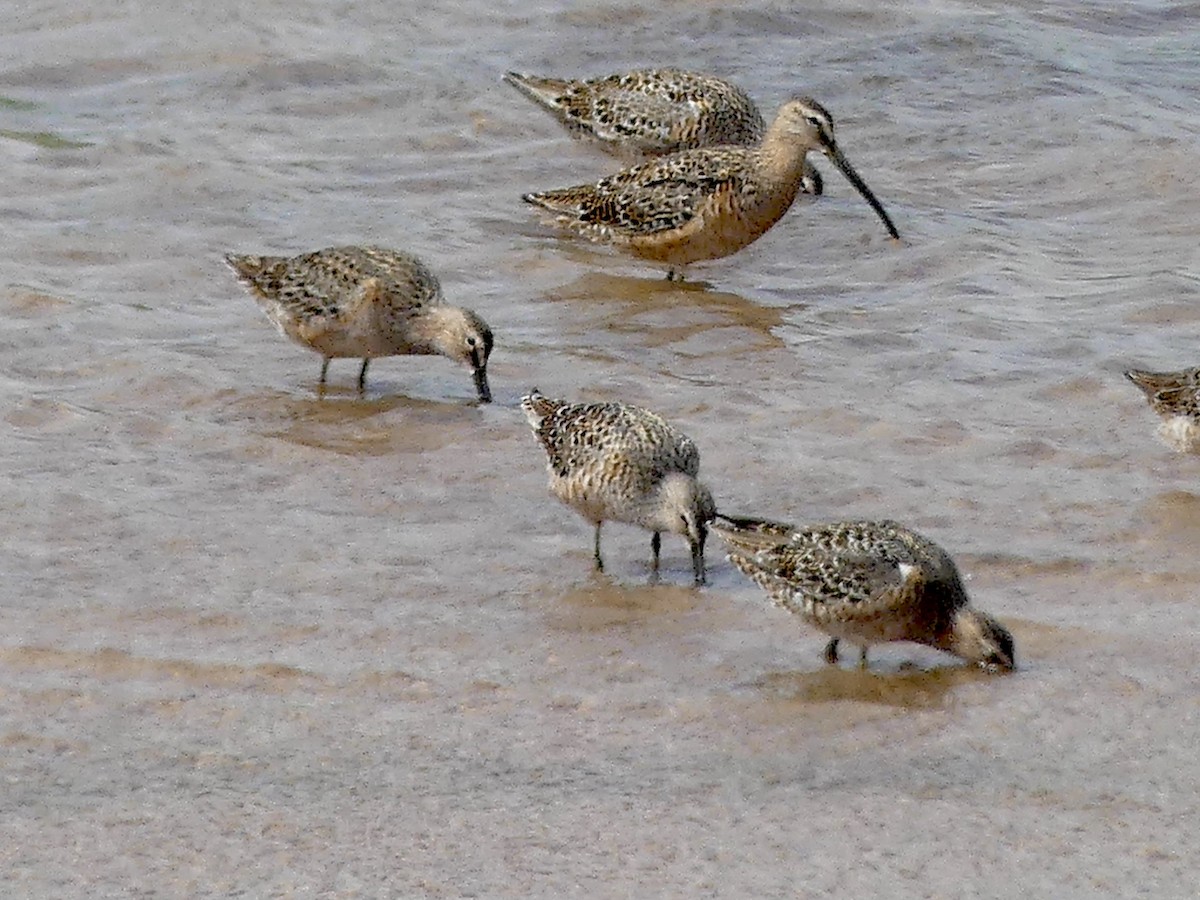 Long-billed Dowitcher - ML617843648