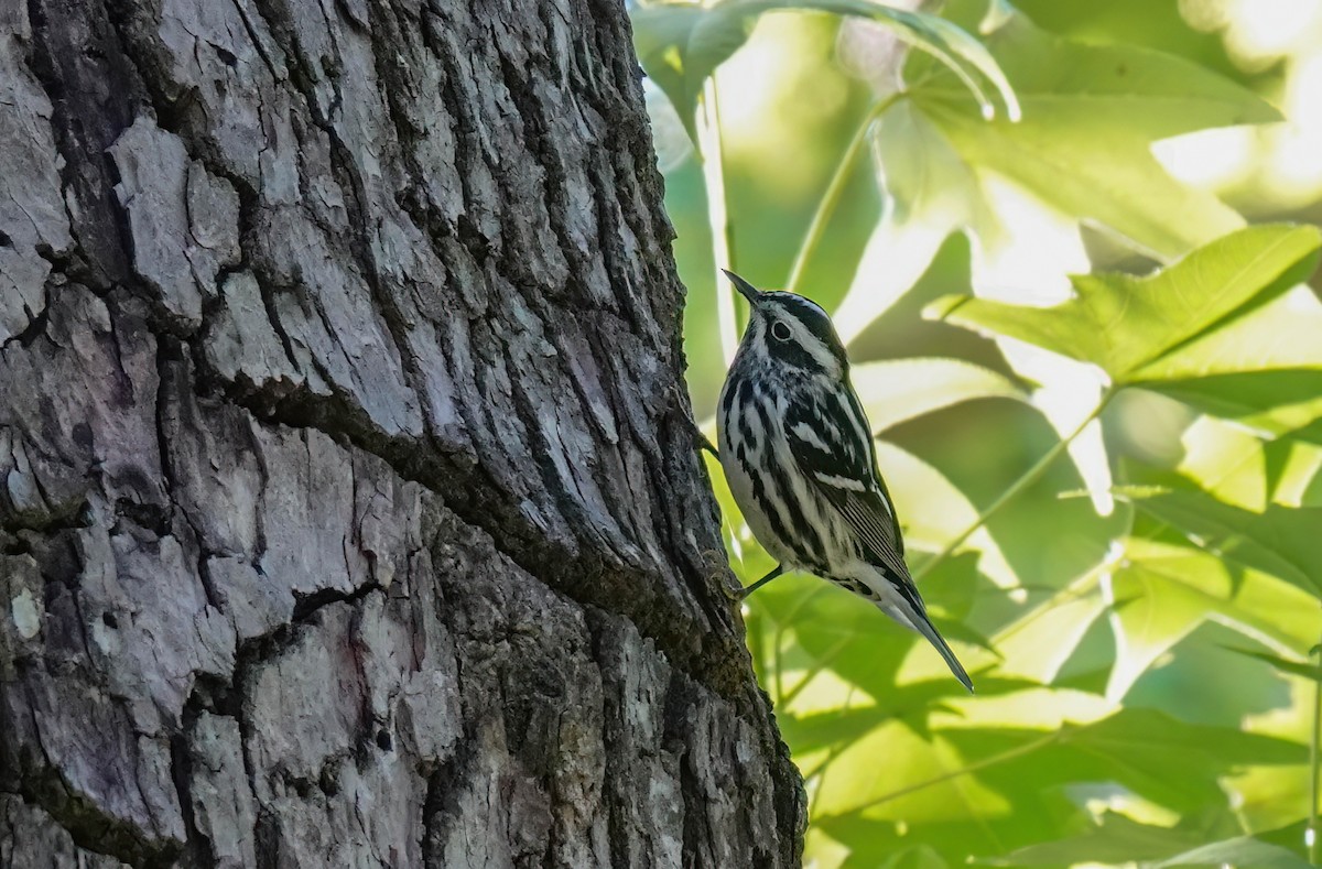 Black-and-white Warbler - ML617843651