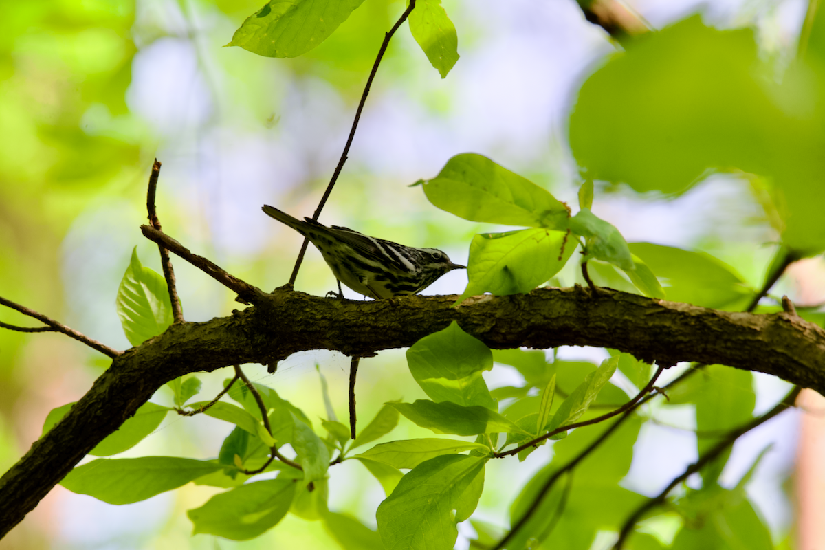 Black-and-white Warbler - ML617843660