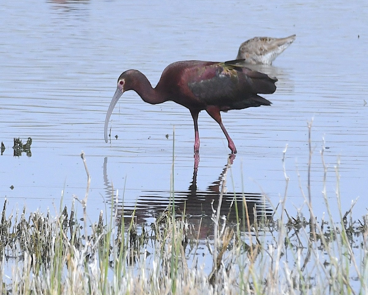 White-faced Ibis - Ted Wolff