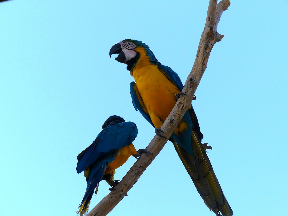 Blue-and-yellow Macaw - Carlos Zubillaga