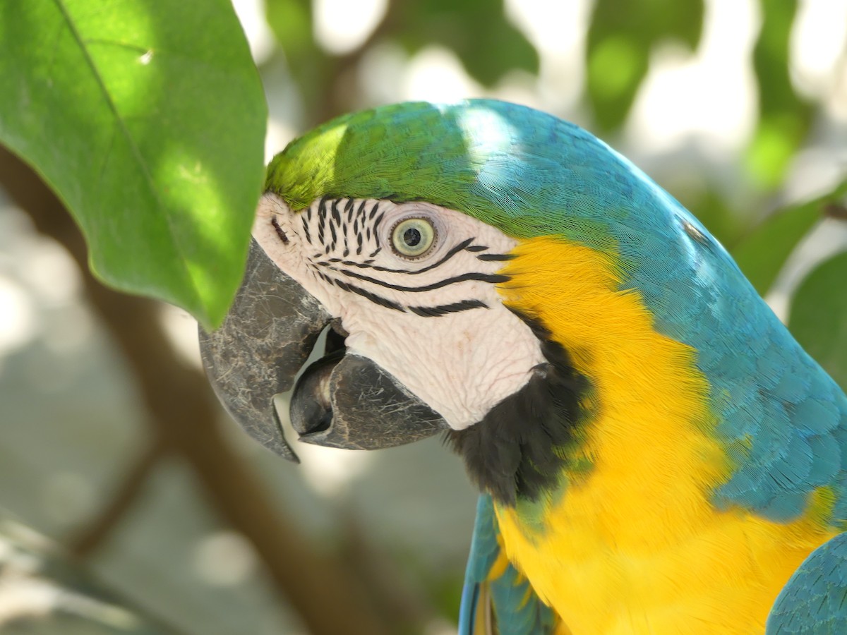 Blue-and-yellow Macaw - Carlos Zubillaga