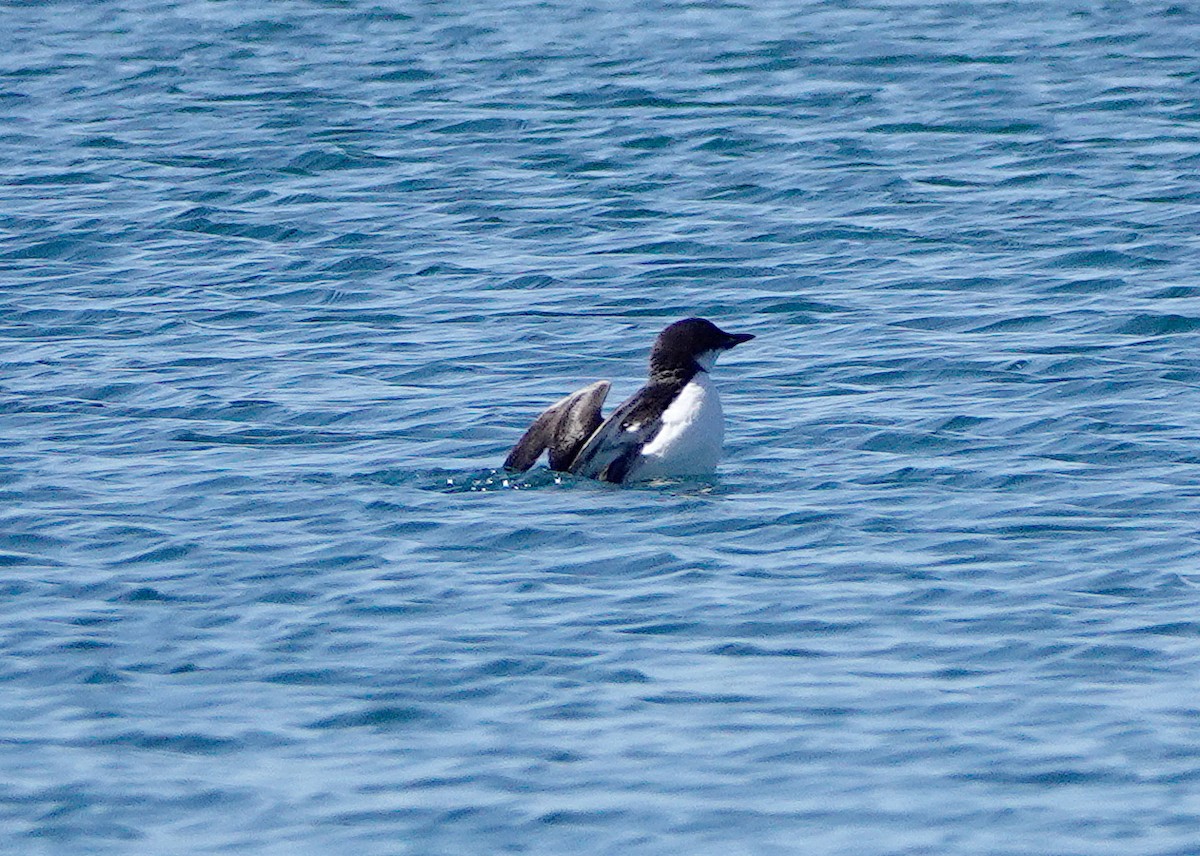 Thick-billed Murre - ML617843733