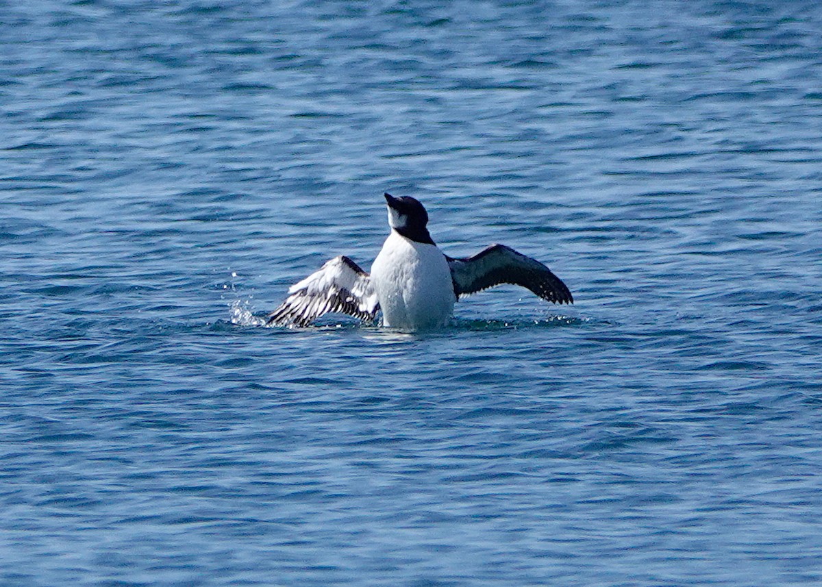 Thick-billed Murre - ML617843734