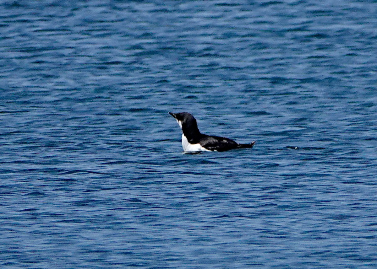 Thick-billed Murre - ML617843735