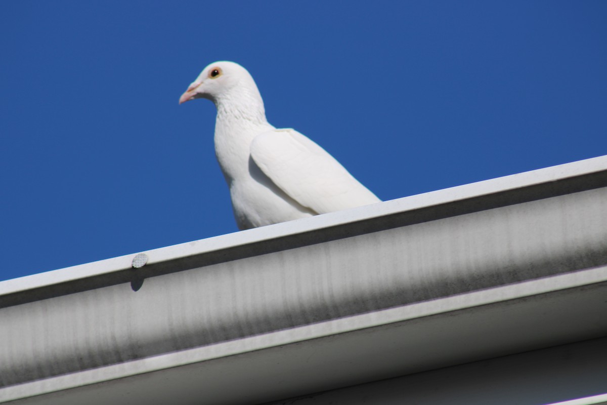 Rock Pigeon (Feral Pigeon) - ML617843741