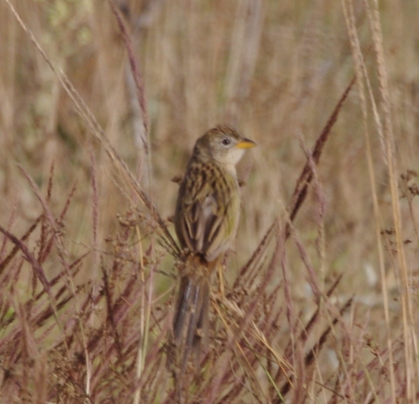 Grassland Sparrow - ML617843758
