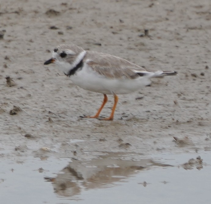 Piping Plover - ML617843851