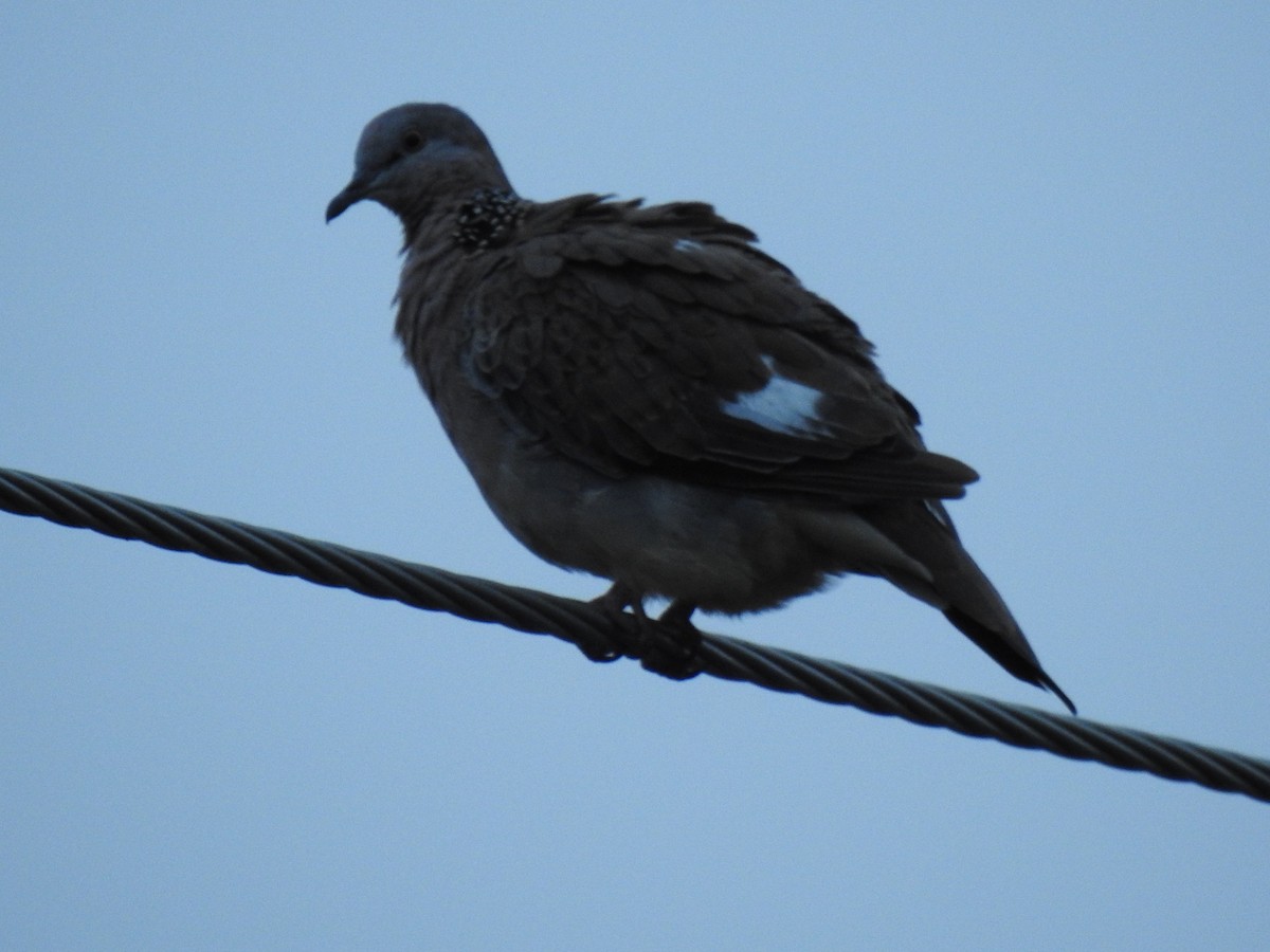 Spotted Dove - ML617843869