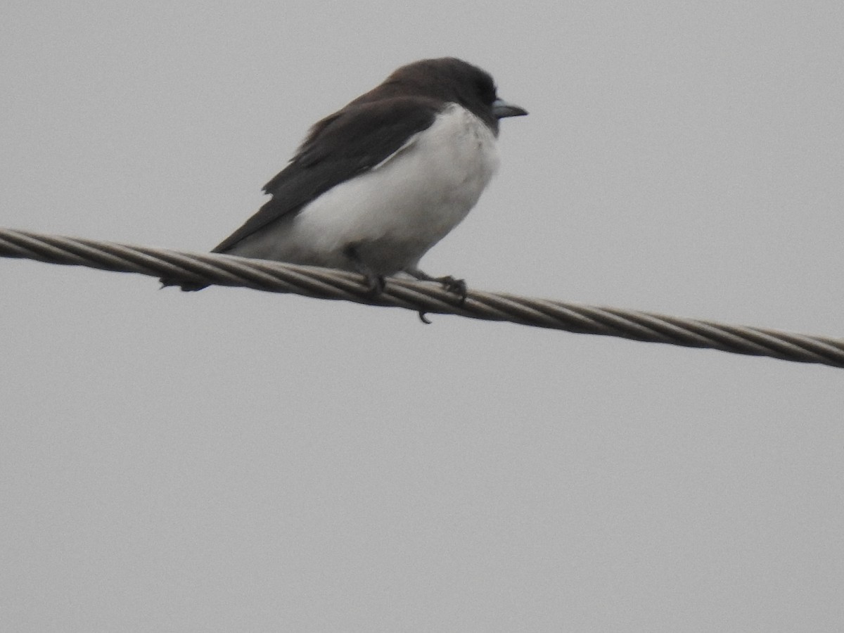 White-breasted Woodswallow - ML617843925