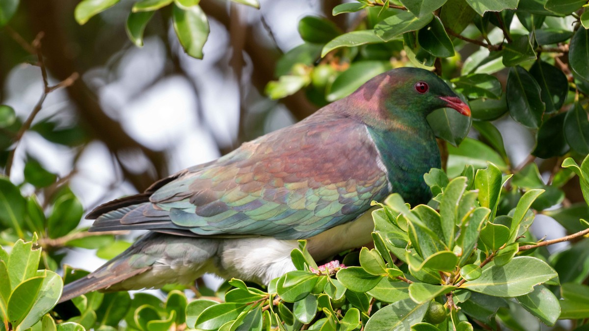 New Zealand Pigeon - ML617843950