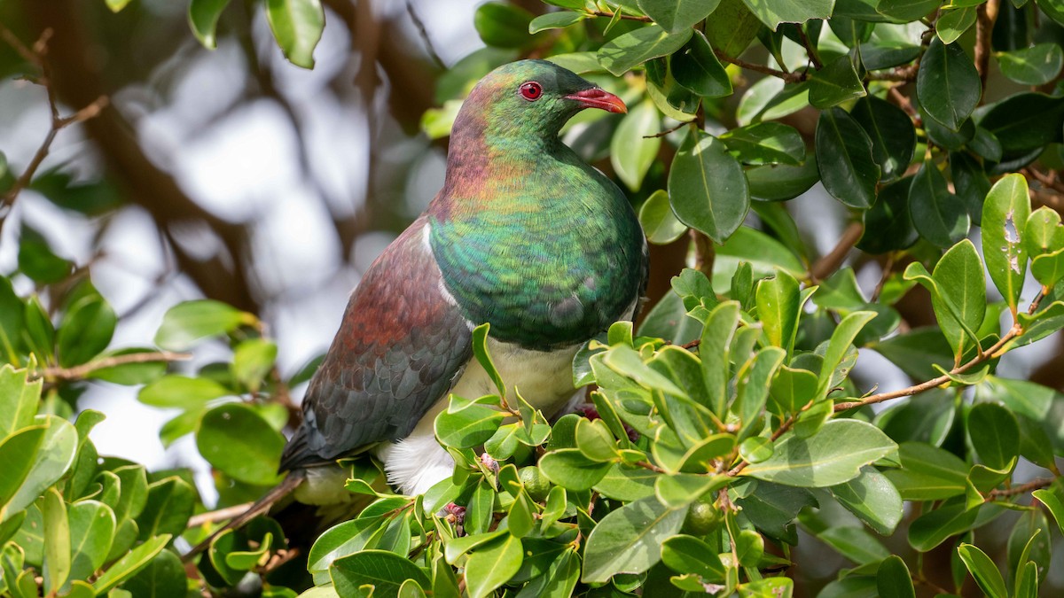New Zealand Pigeon - ML617843951