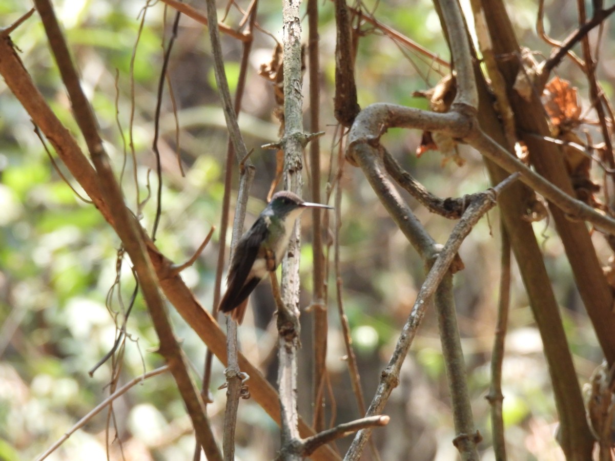 Azure-crowned Hummingbird - ML617843956