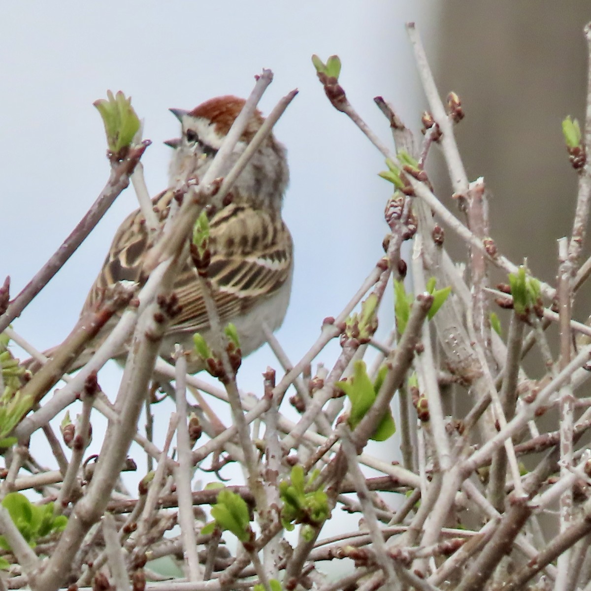 Chipping Sparrow - ML617844053