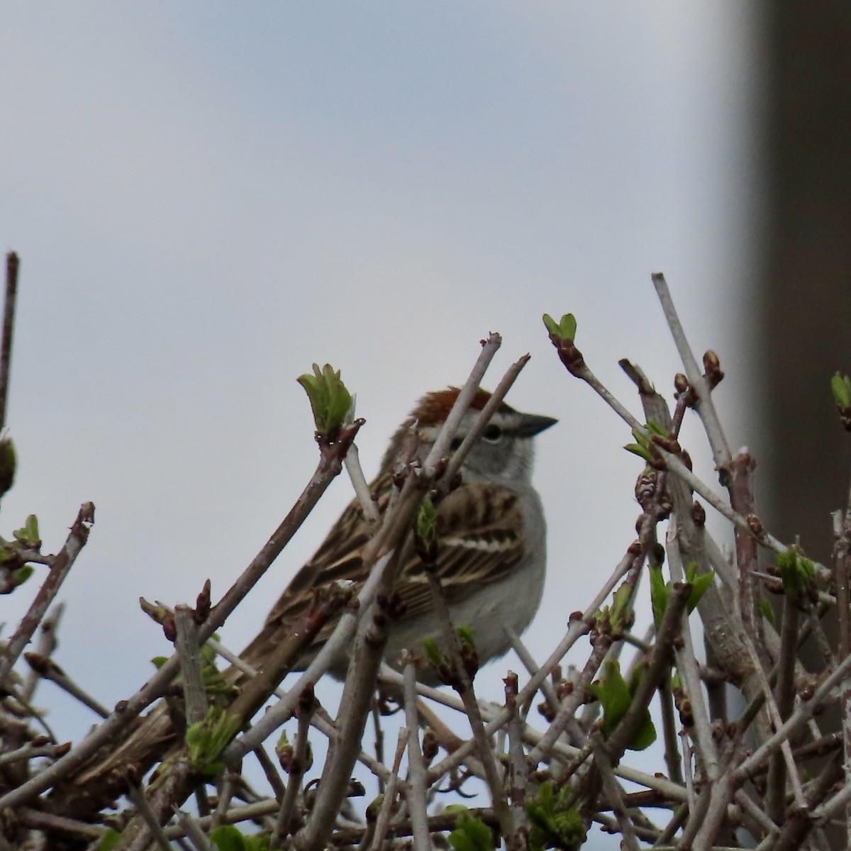 Chipping Sparrow - ML617844054