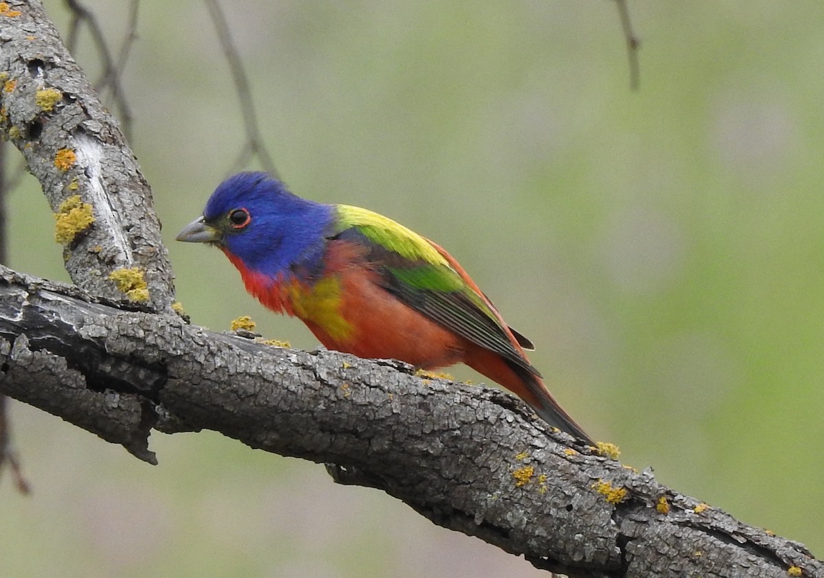 Painted Bunting - ML617844058
