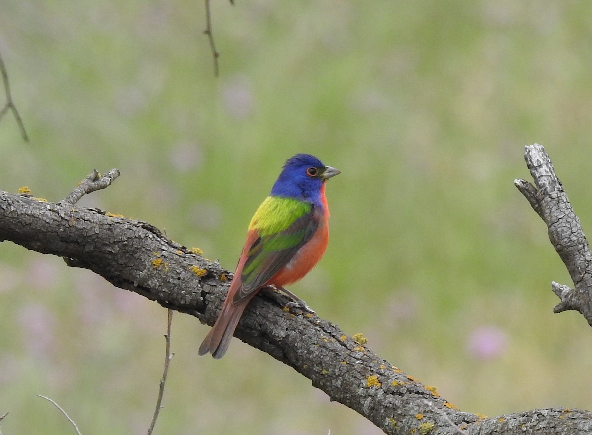 Painted Bunting - ML617844059