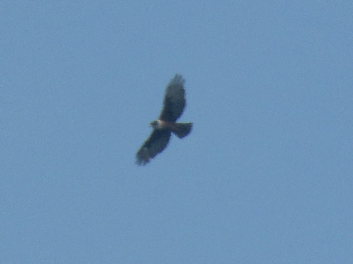 Rufous-bellied Eagle - ML617844077