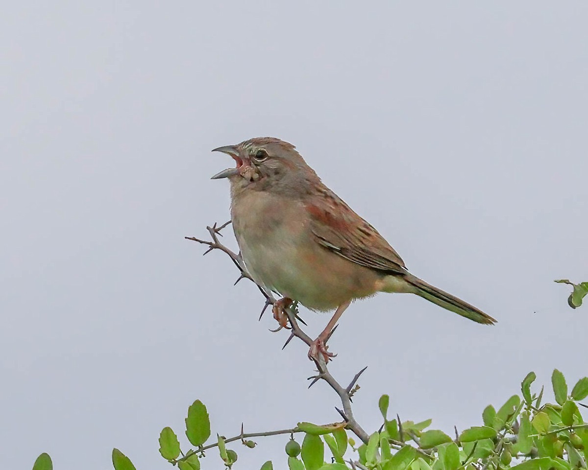 Botteri's Sparrow - Sue Smith
