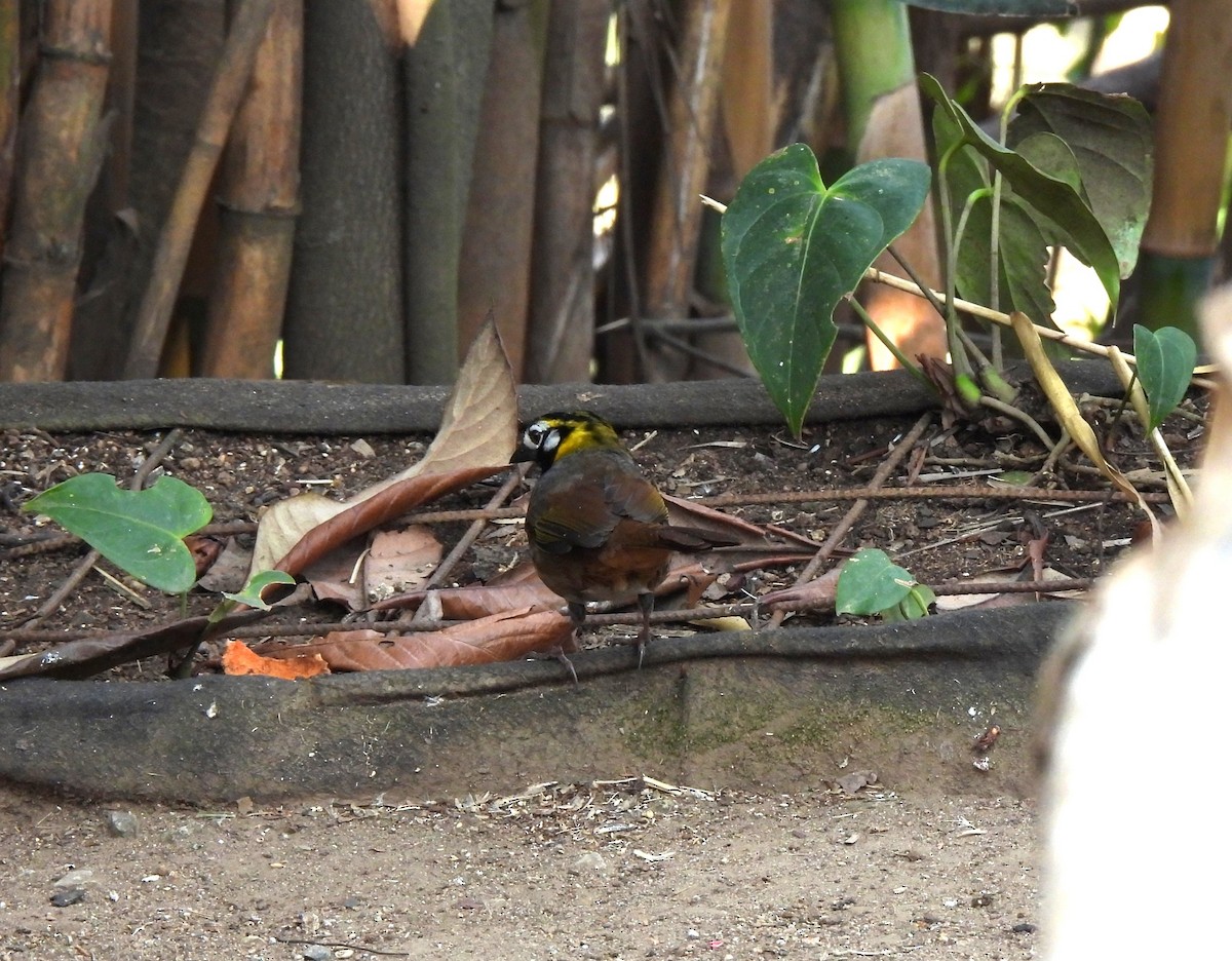 White-eared Ground-Sparrow - ML617844157