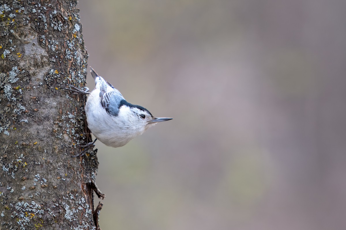 White-breasted Nuthatch - ML617844161