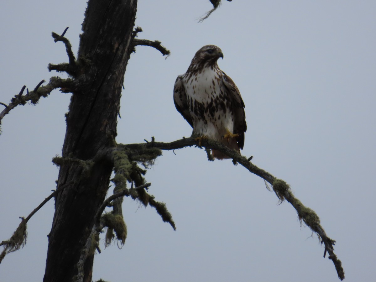 Red-tailed Hawk (Harlan's) - ML617844179