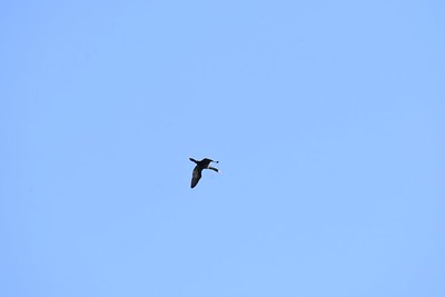 Double-crested Cormorant - Sasha Fairbairn