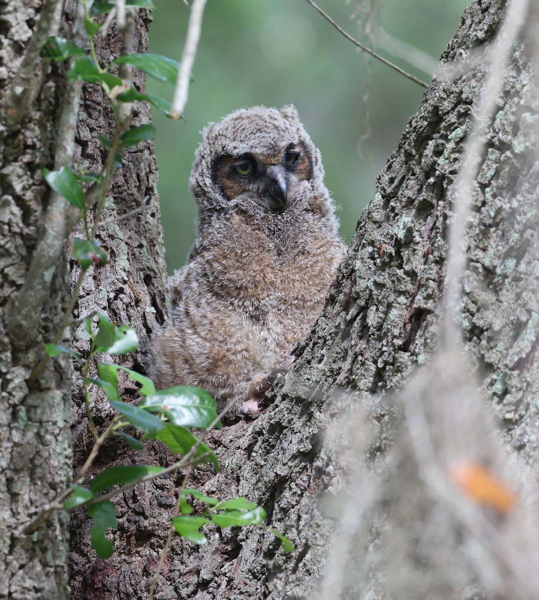 Great Horned Owl - ML617844209