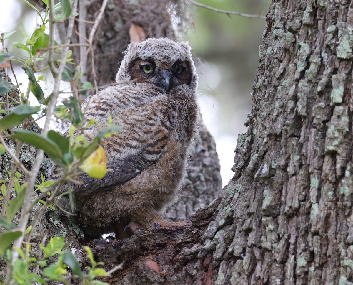 Great Horned Owl - Andy Gee
