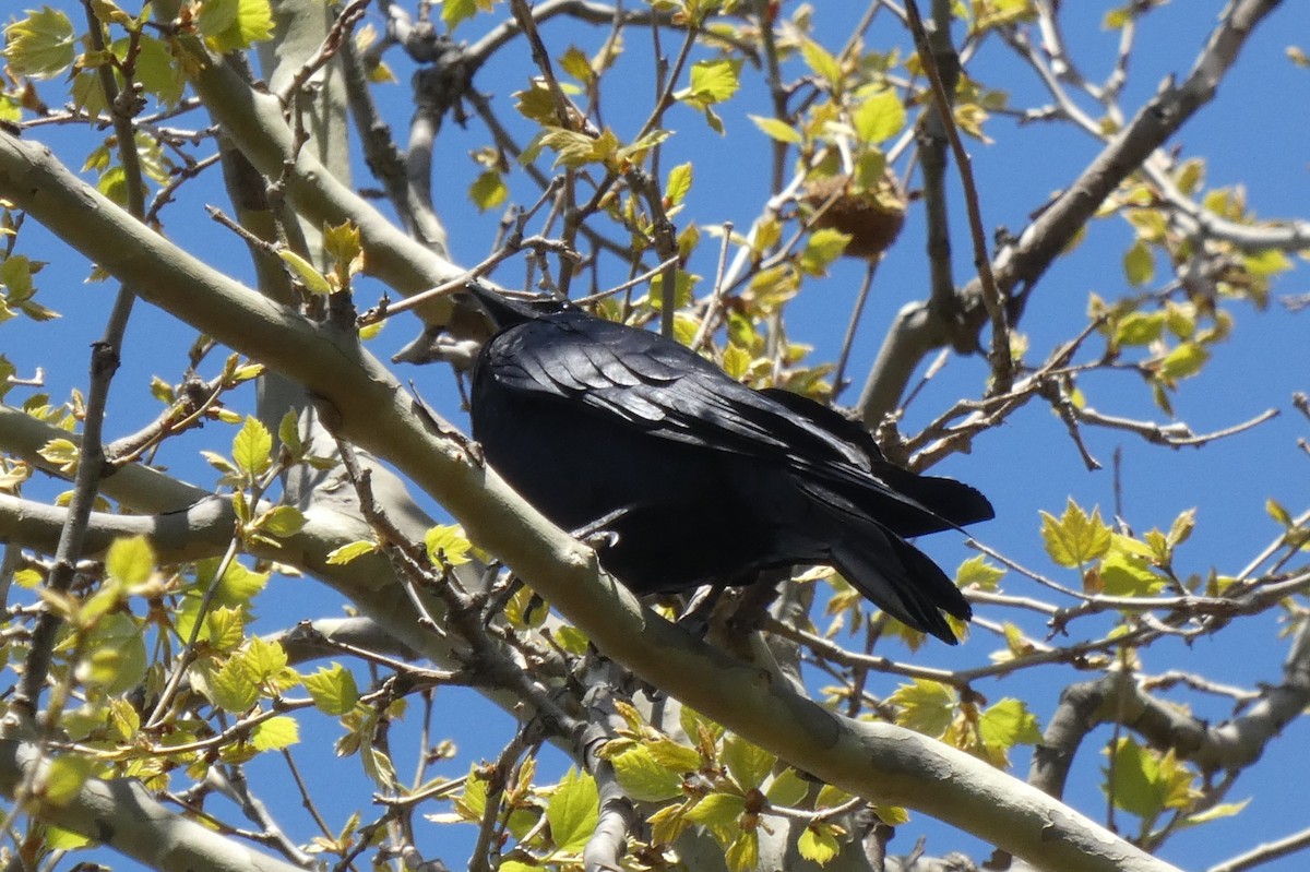 Corvus sp. (crow sp.) - ML617844214