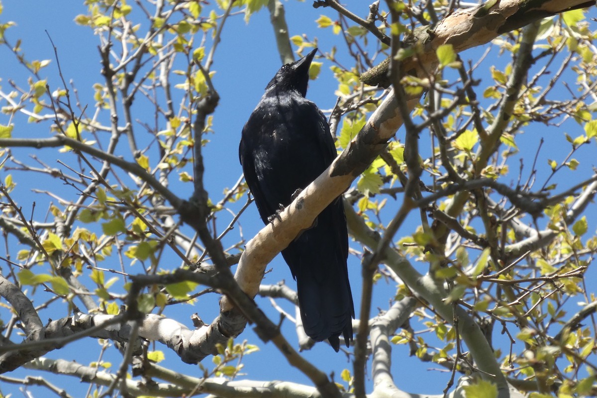 Corvus sp. (crow sp.) - ML617844215