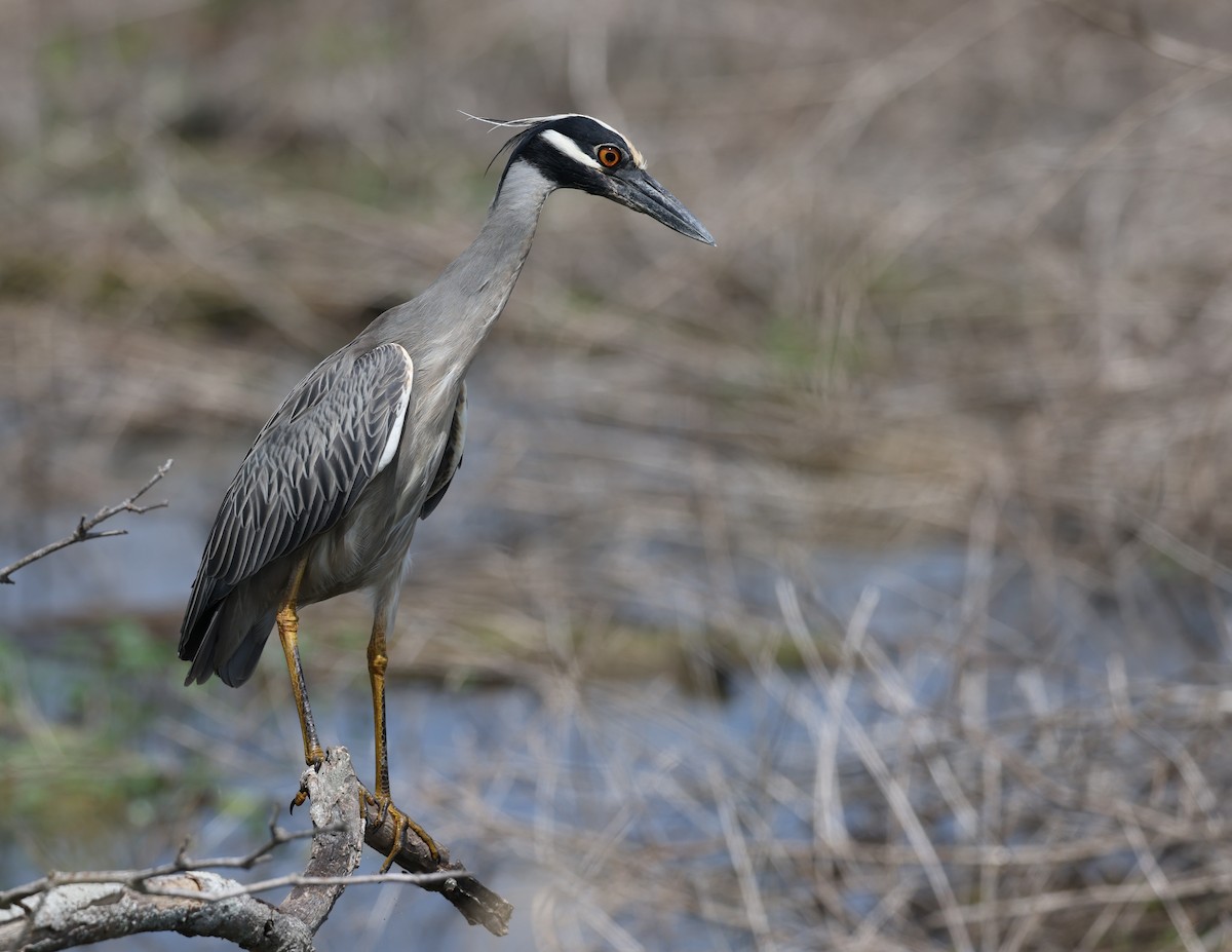 Yellow-crowned Night Heron - Andy Gee
