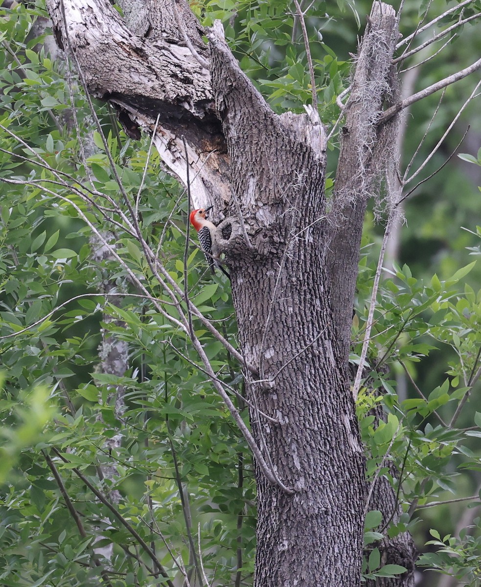 Red-bellied Woodpecker - Andy Gee