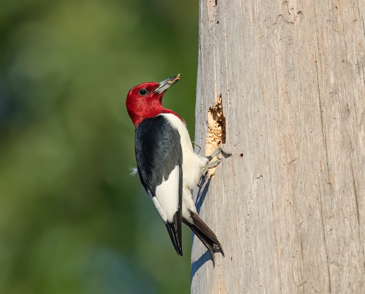 Red-headed Woodpecker - ML617844270